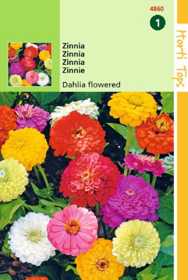 Zinnia elegans Dahlia Mix - 175 seeds HT